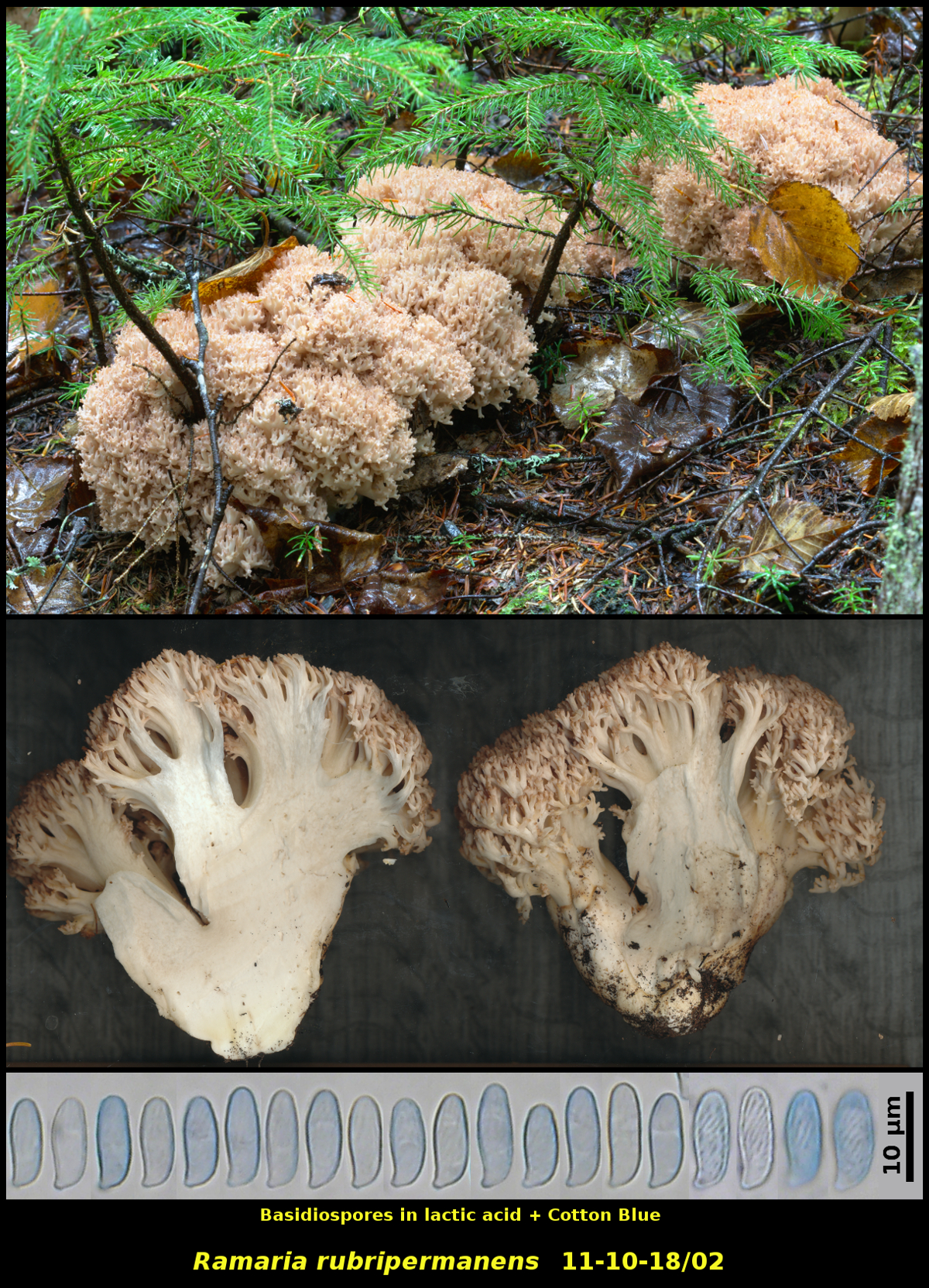 Picture of <i>Ramaria rubripermanens</i>